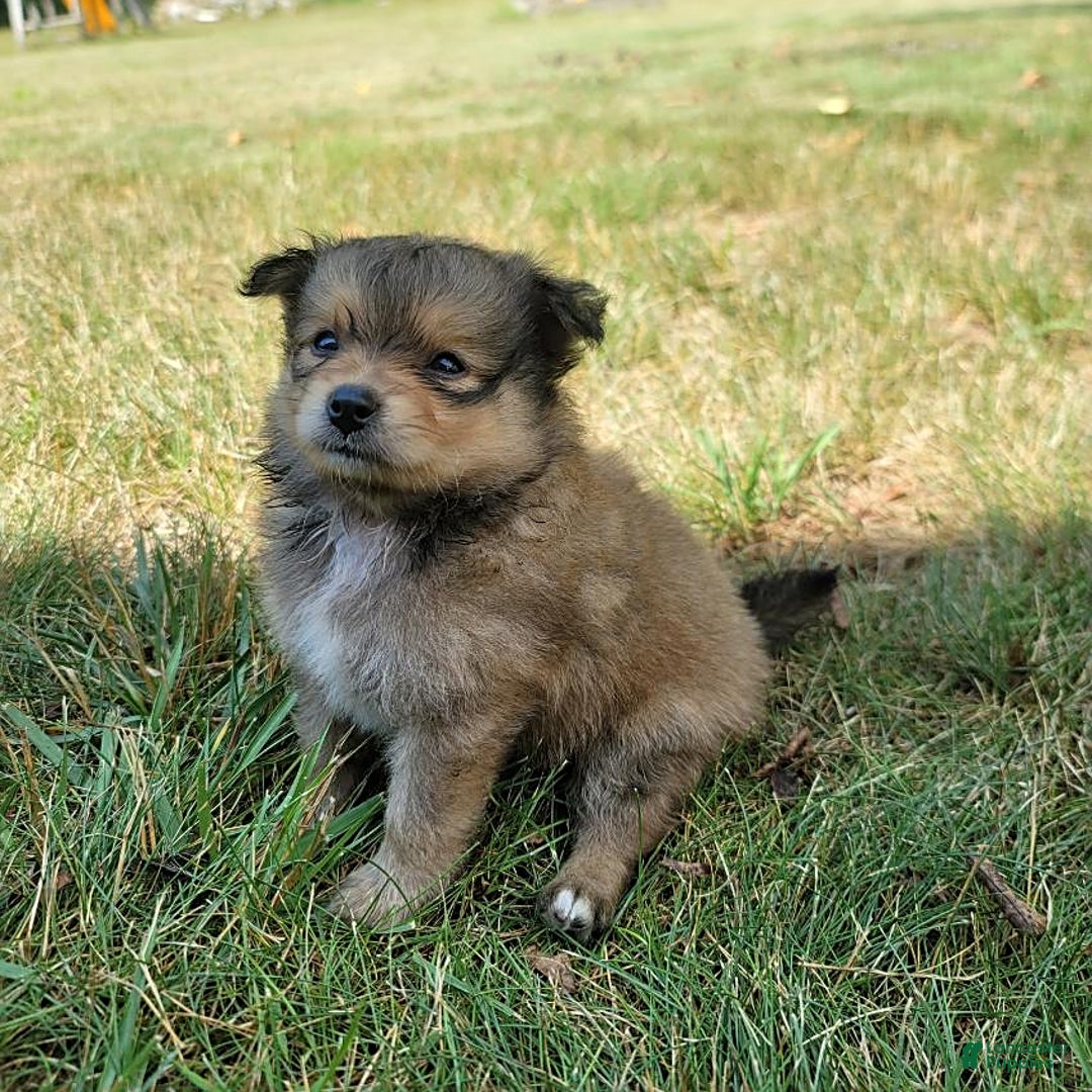 Pomeranian dogs for sale: Oscar - Image 3