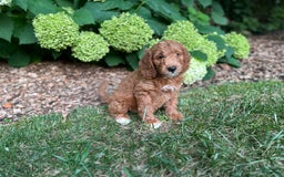 Mini Goldendoodle dogs for sale: Buddy - Image 4
