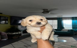 Maltipoo dogs for sale: Zumba - Image 1