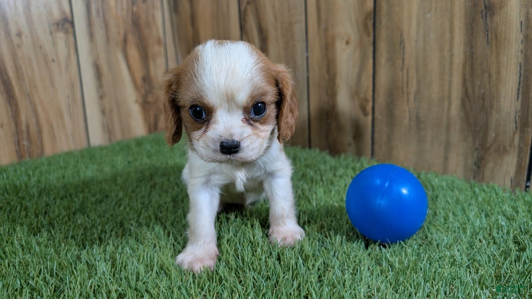 Cavalier King Charles Spaniel dogs for sale: Stardust Boy 1 - Image 5