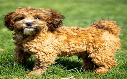 Shihpoo dogs for sale: Colby - Image 1