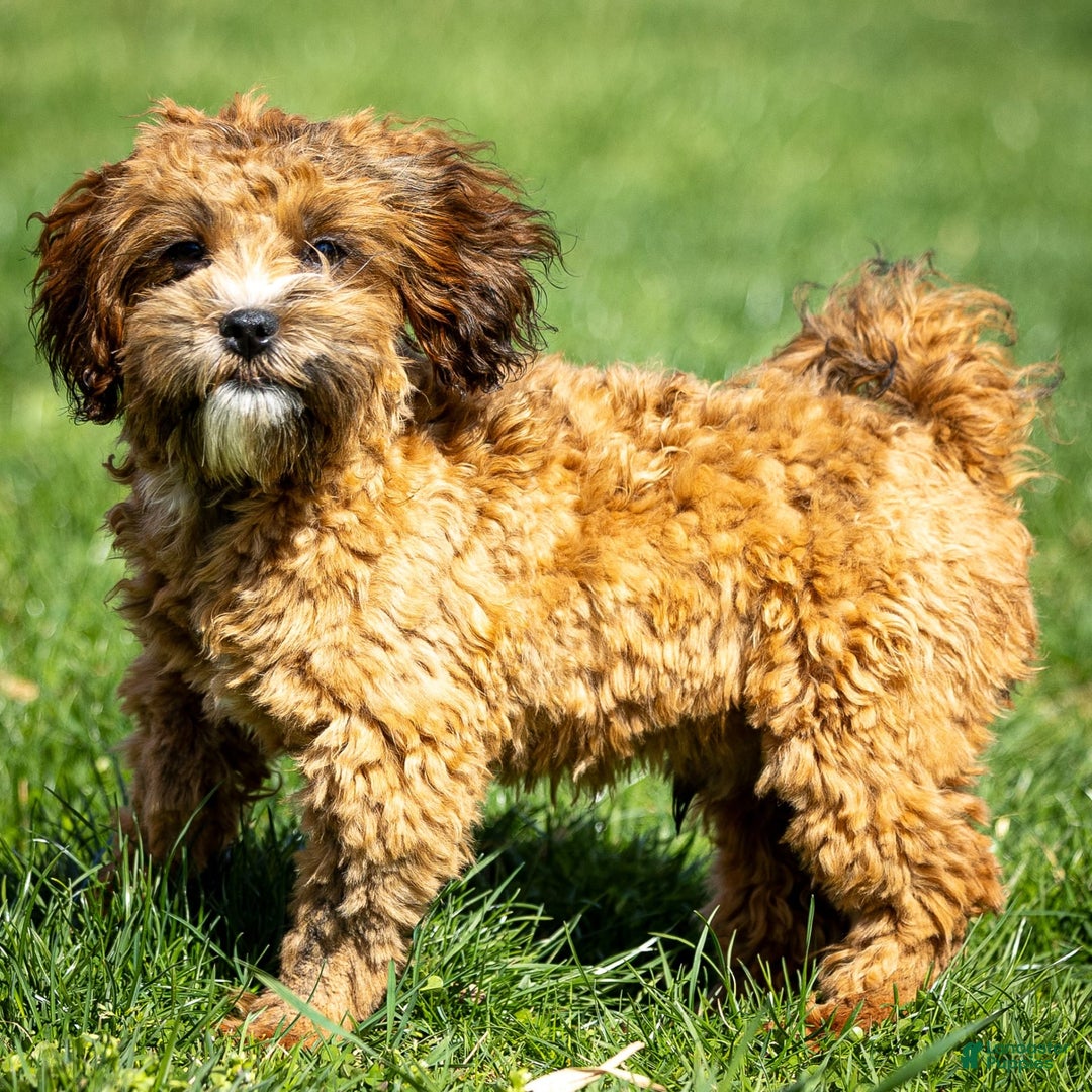 Shihpoo dogs for sale: Colby - Image 1