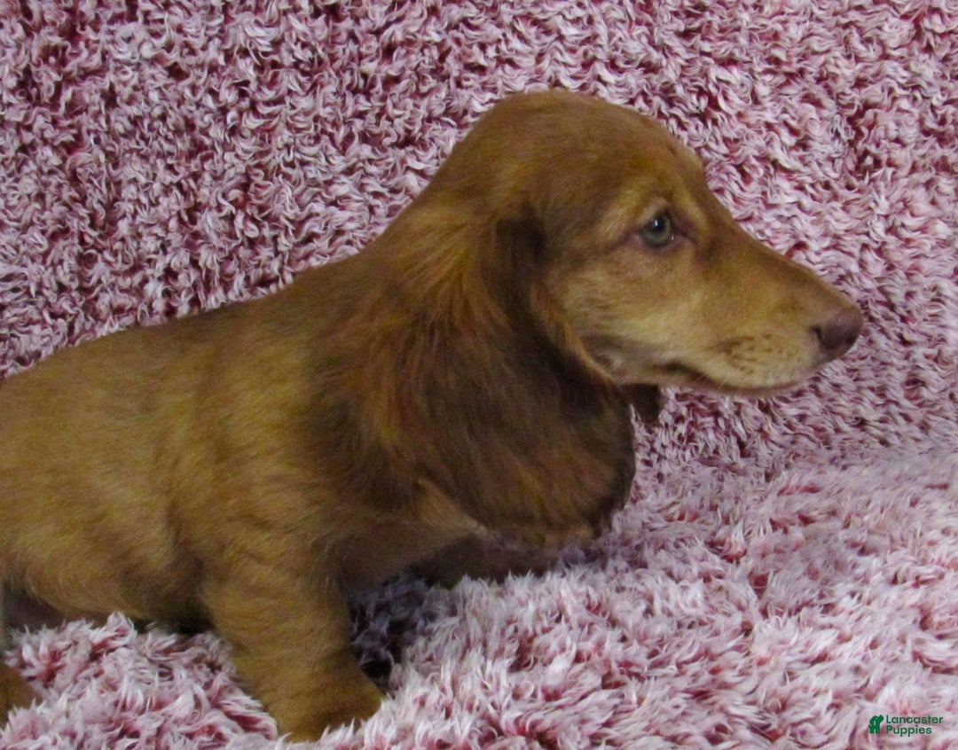 Miniature Dachshund dogs for sale: Odie -akc - Image 3