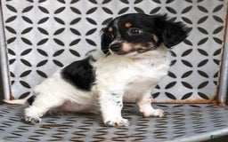 Chihuahua dogs for sale: Chihuahua 3 puppies - Image 6