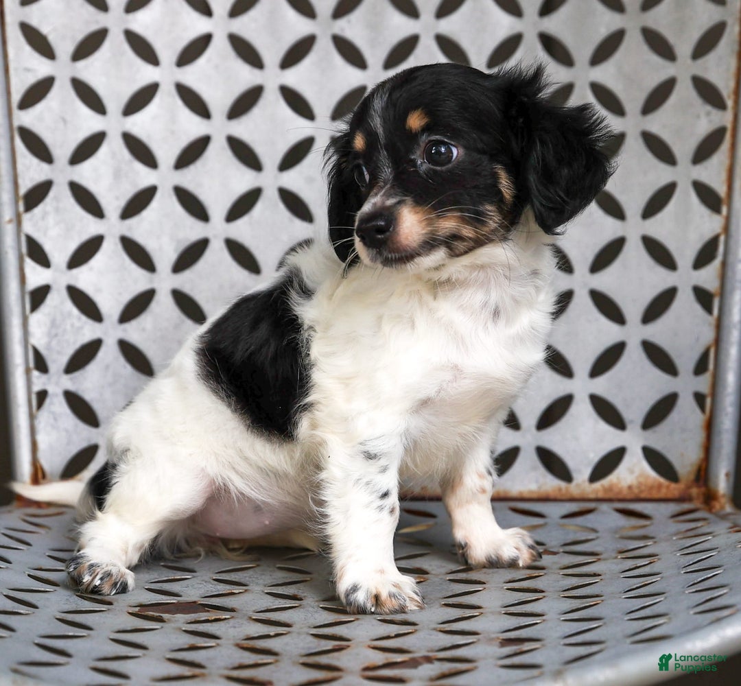 Chihuahua dogs for sale: Chihuahua 3 puppies - Image 6
