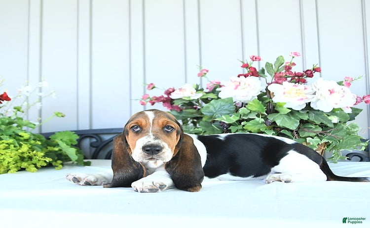 Basset Hound dogs - Advert 34
