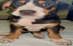 Greater Swiss Mountain Dog dogs for sale: Julep - Image 9