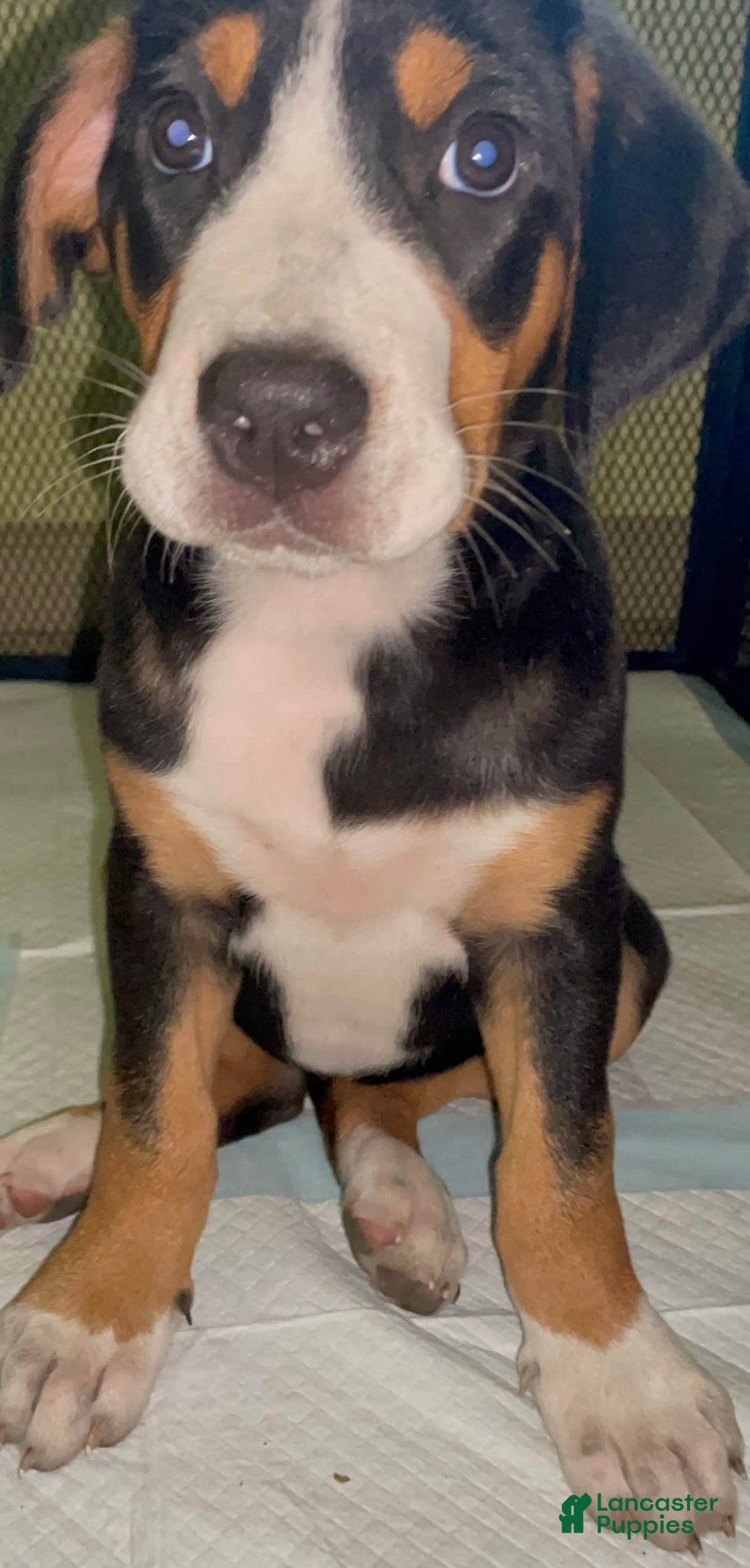 Greater Swiss Mountain Dog dogs for sale: Julep - Image 9