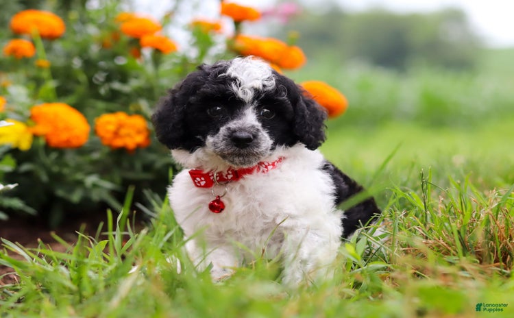 Miniature Poodle dogs for sale - Ad 3