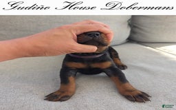 Doberman Pinscher dogs for sale: Purple Collar Female - Image 5
