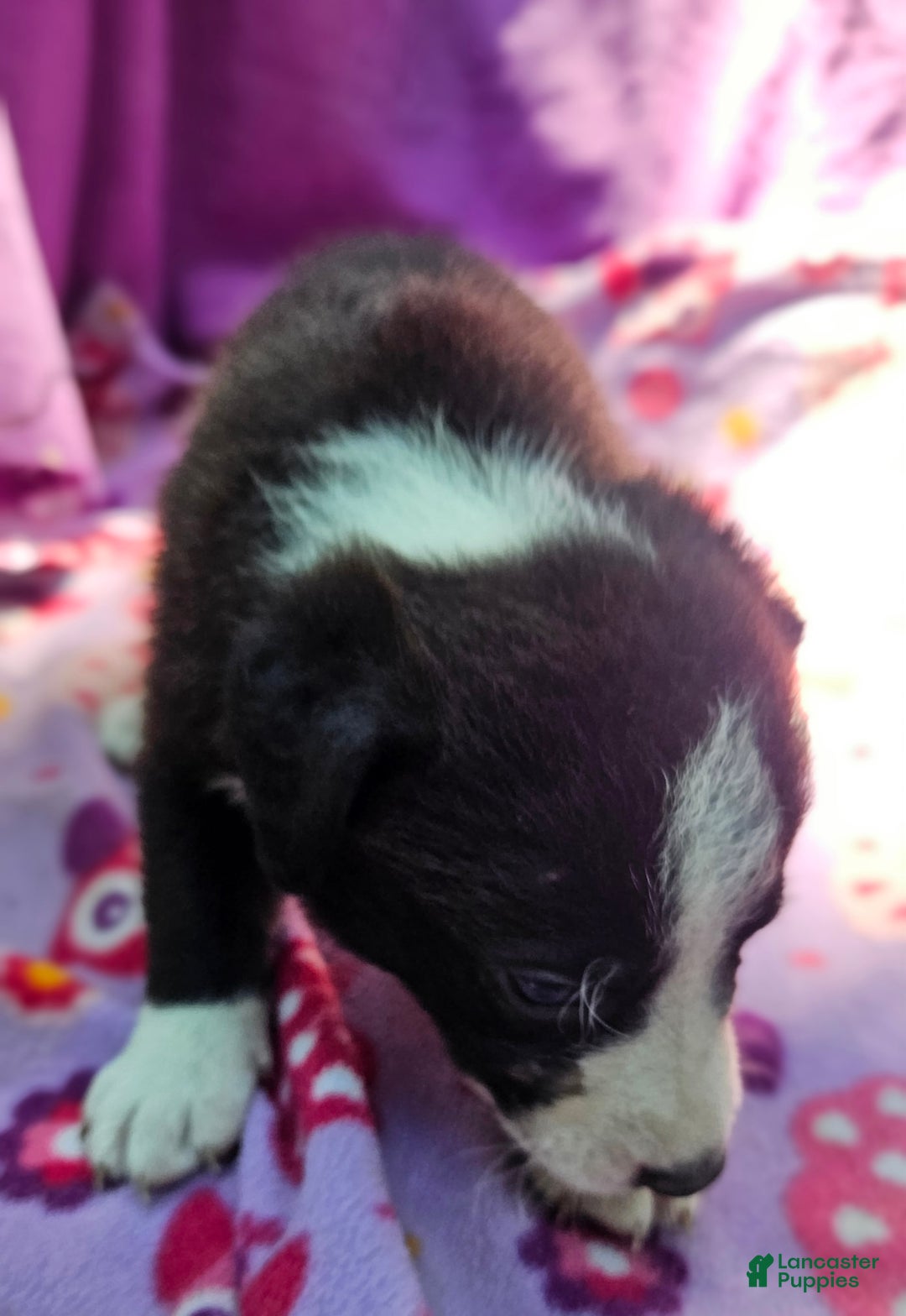 Border Collie dogs for sale: Coco - Image 4