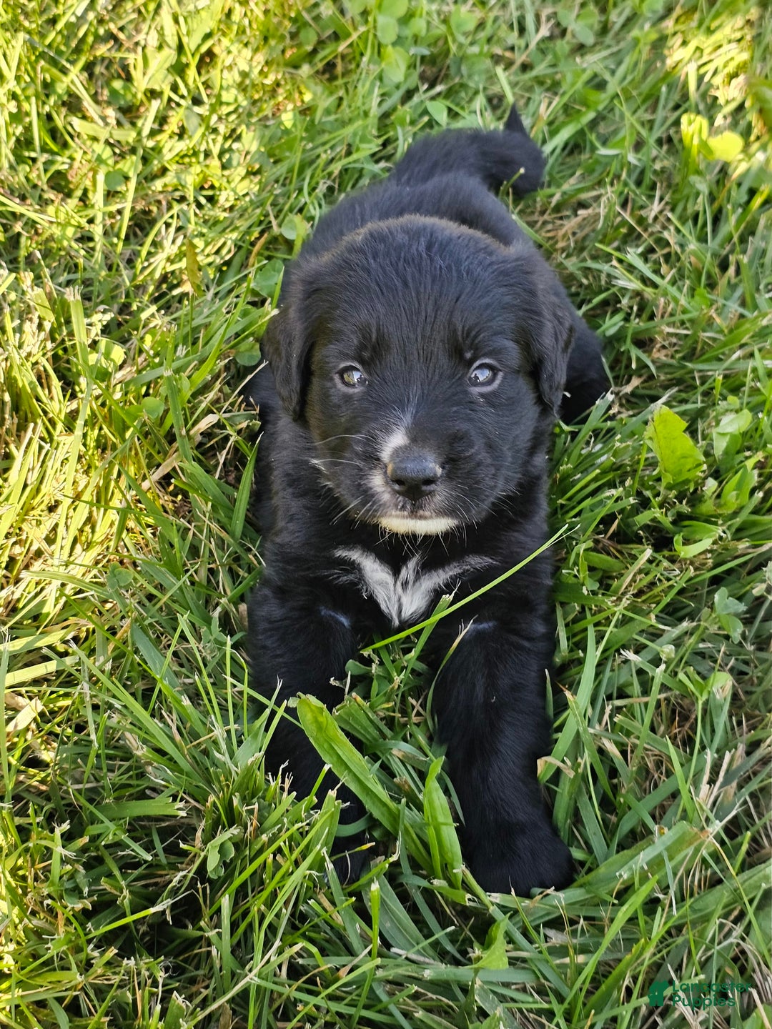 Bernese Mountain Dog dogs for sale: Bear - Image 4