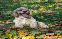 Cocker Spaniel dogs for sale: Bently - Image 7