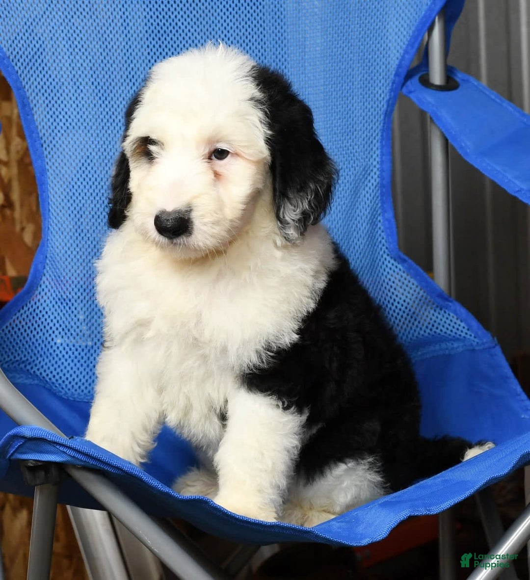 Sheepadoodle dogs for sale: Roscoe - Image 6