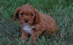 Cavapoo dogs for sale: Kallie - Image 2
