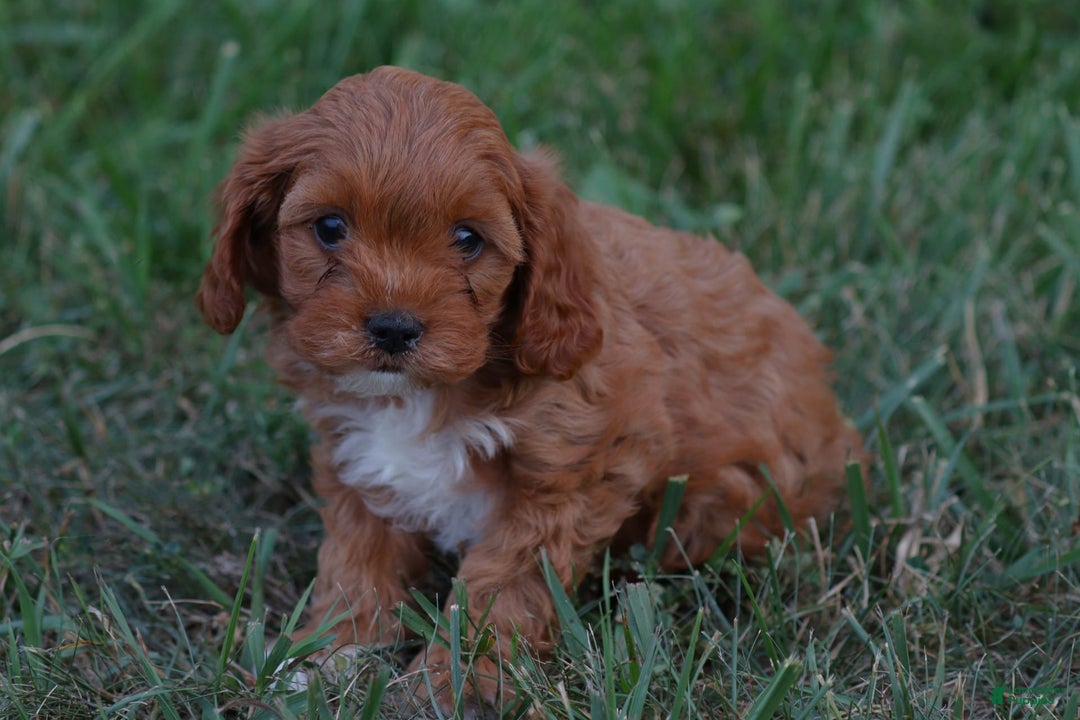 Cavapoo dogs for sale: Kallie - Image 2