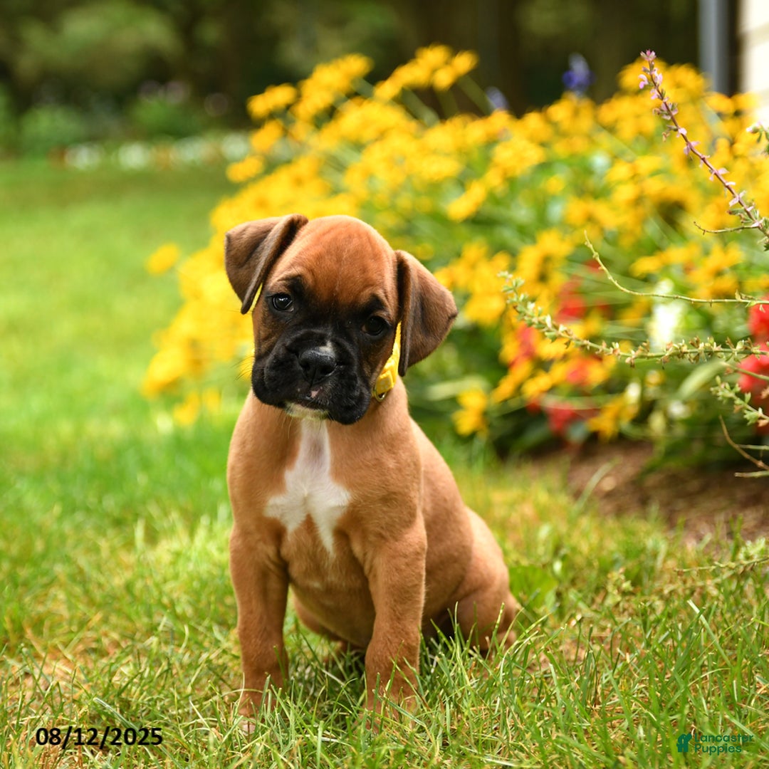 Boxer dogs for sale: Katmai - Image 1