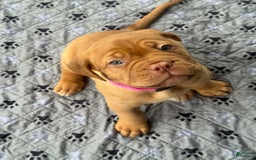 Dogue De Bordeaux dogs for sale: Pink Collar Female - Image 6