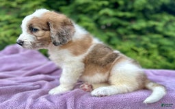Saint Berdoodles dogs for sale: Beauty - Image 2