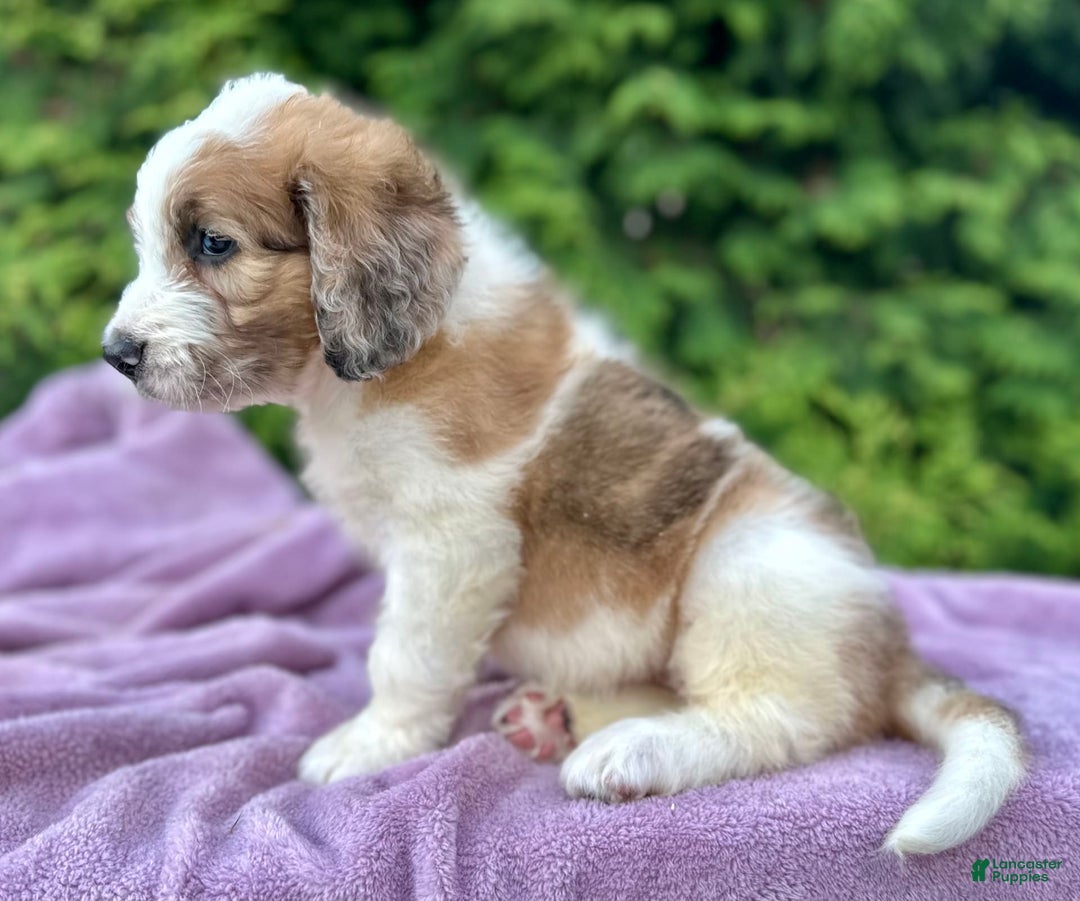 Saint Berdoodles dogs for sale: Beauty - Image 2