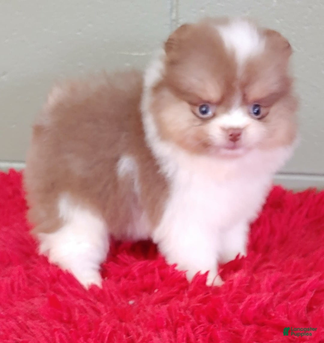 Pomeranian dogs for sale: Cindy - Image 7