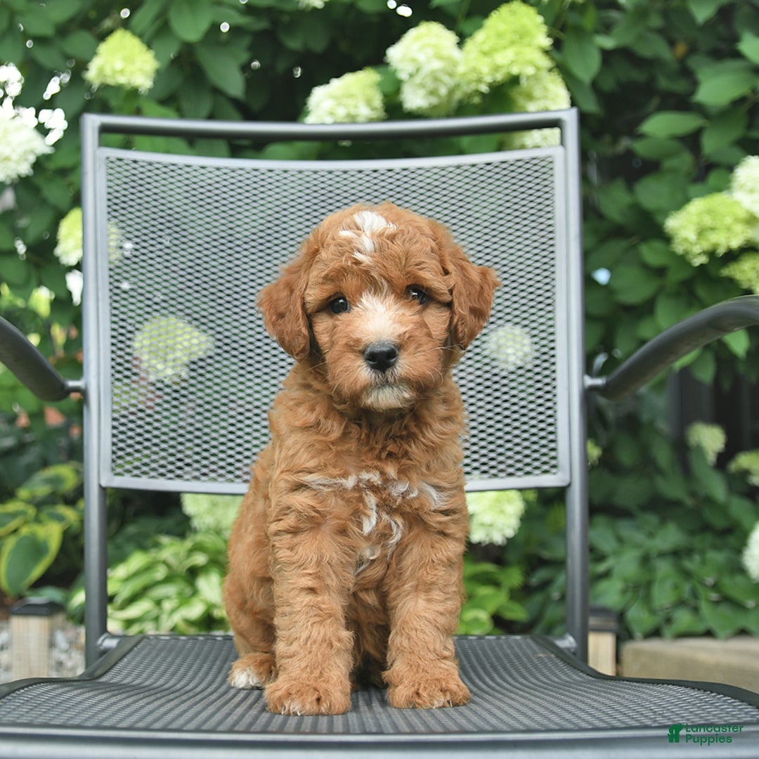 Mini Goldendoodle dogs for sale: Leo - Image 4