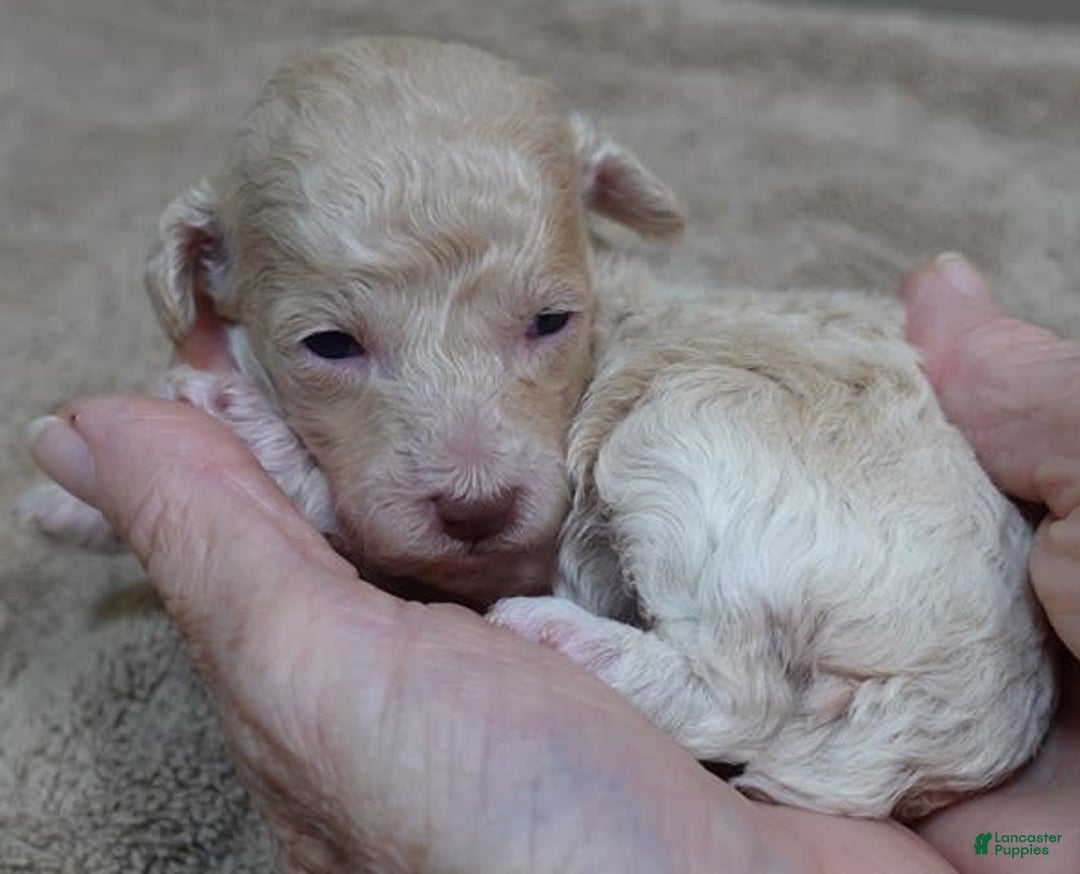 Toy Poodle dogs for sale: Nimmi Apricot - Image 3