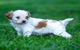 Cavapoo dogs for sale: Daisy - Image 1