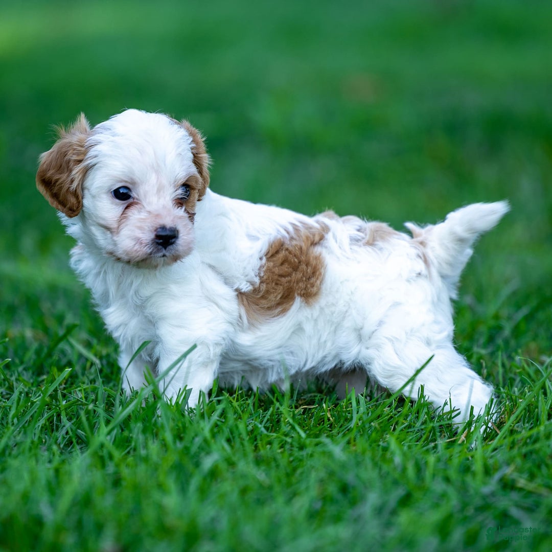 Cavapoo dogs for sale: Daisy - Image 1
