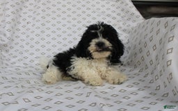 Shihpoo dogs for sale: Super - Image 3