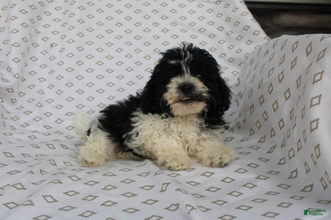 Shihpoo dogs for sale: Super - Image 3