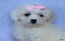 Shihpoo dogs for sale: Callie - Image 10