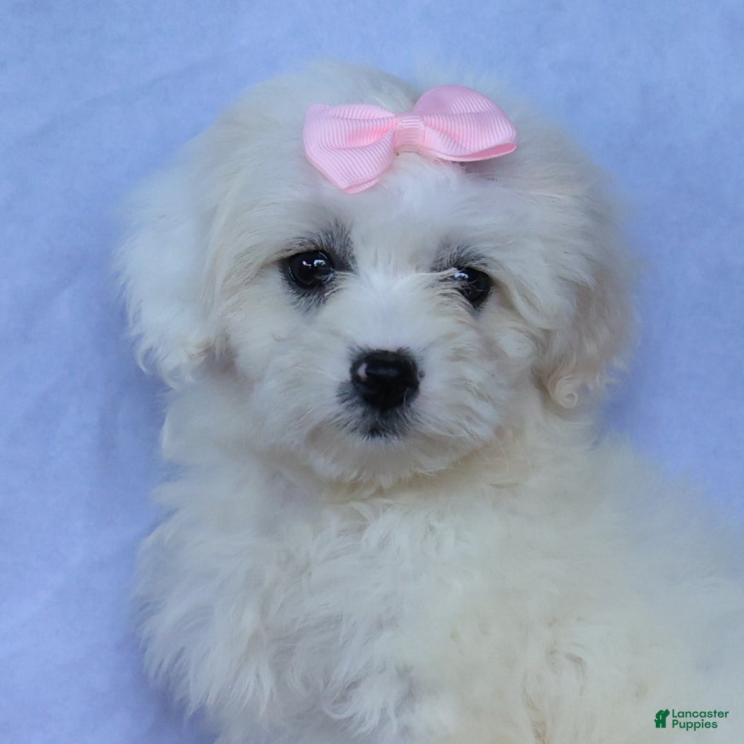 Shihpoo dogs for sale: Callie - Image 10