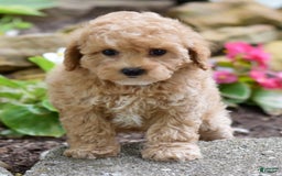 Toy Poodle dogs for sale: Tinkerbell - Image 13