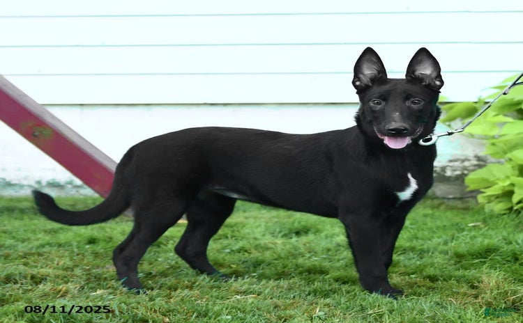 Belgian Malinois dogs for sale - Ad 2