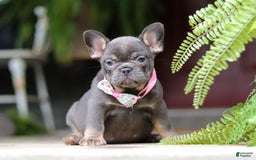 French Bulldog dogs for sale: Nora - Image 9