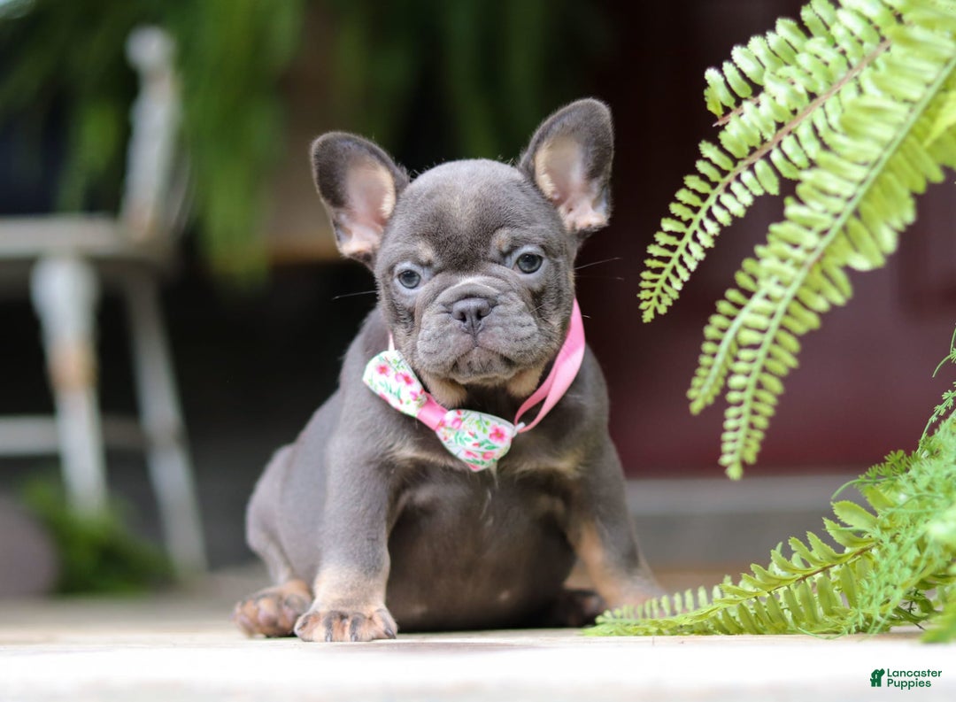 French Bulldog dogs for sale: Nora - Image 9