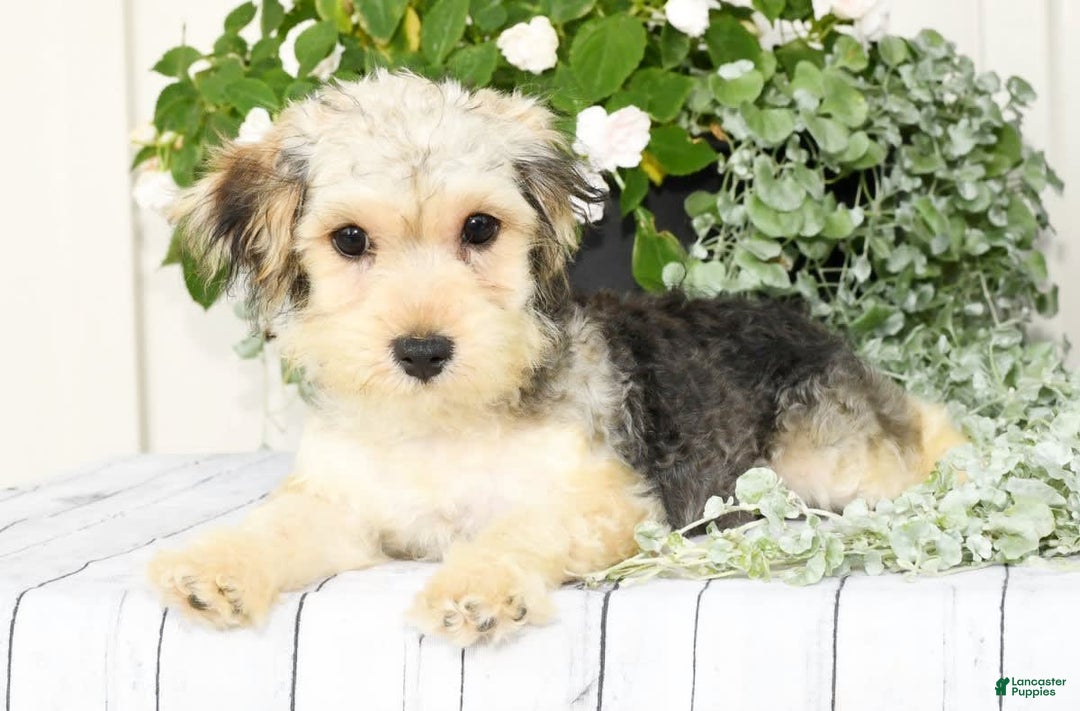 Yochon dogs for sale: Rosie - Image 9