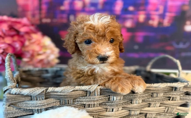 Mini Goldendoodle dogs for sale - Ad 1