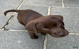 Labrador Retriever dogs for sale: Rena - Image 5