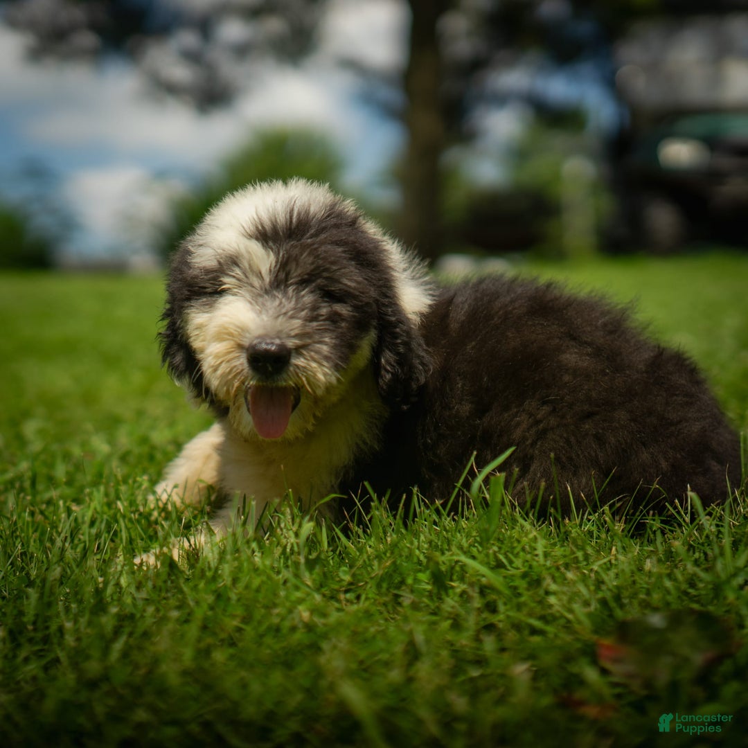 Old English Sheepdog dogs for sale: Flurry - Image 8