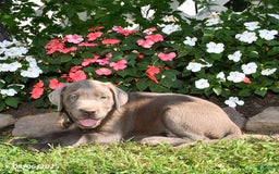 Labrador Retriever dogs for sale: Milo - Image 2