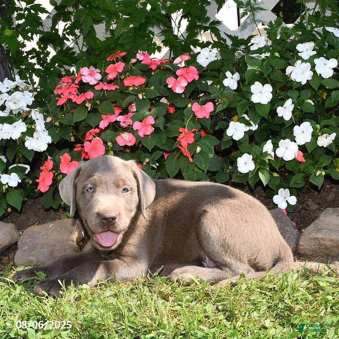 Labrador Retriever dogs for sale: Milo - Image 2