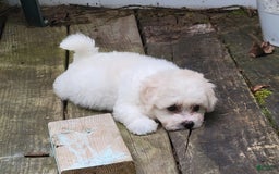Bichpoo dogs for sale: Amelia - Image 3