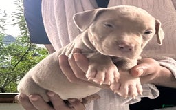 American Bully dogs for sale: Loc - Image 12