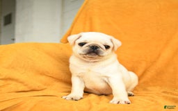 Pug dogs for sale: Pug 6 puppies - Image 5