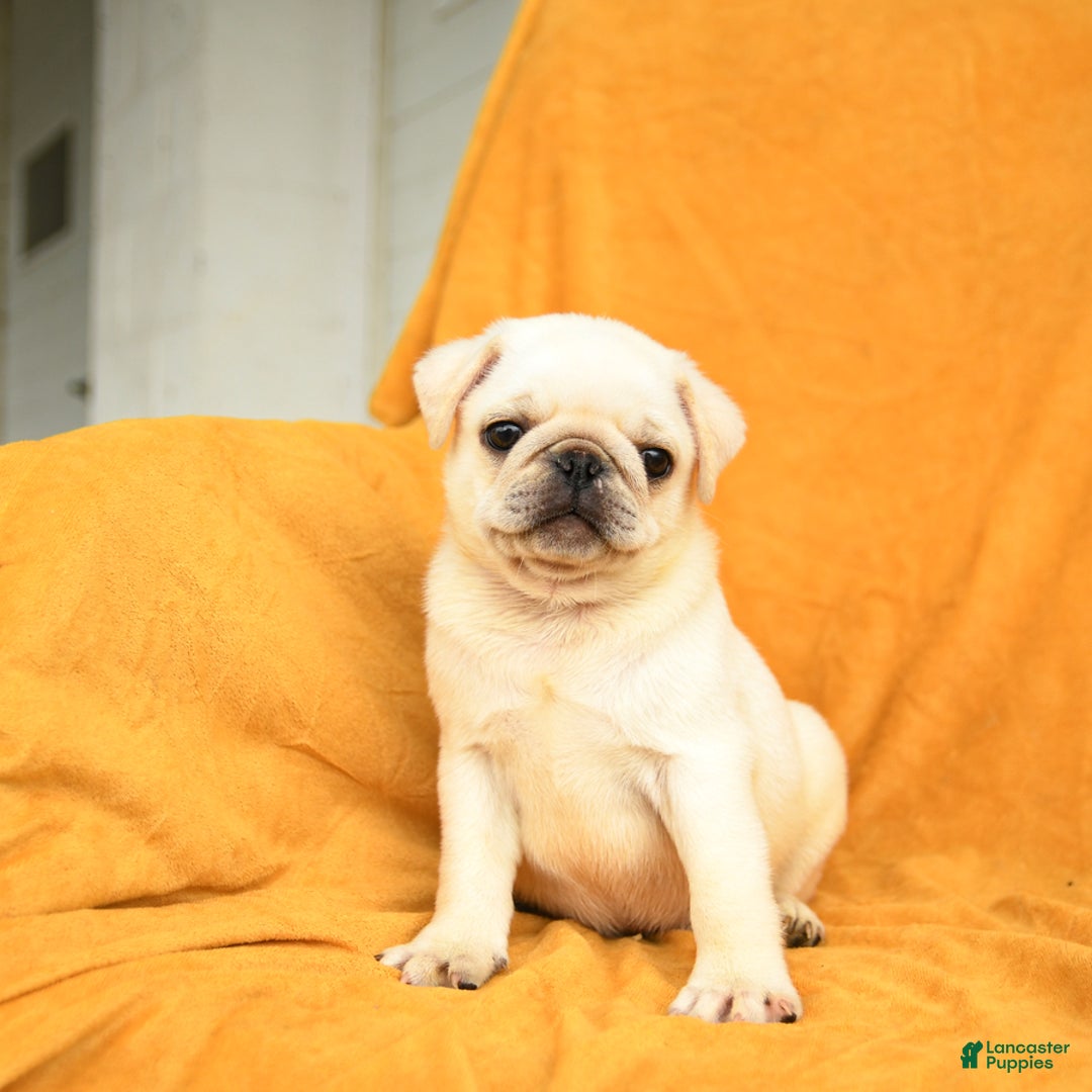 Pug dogs for sale: Pug 6 puppies - Image 5