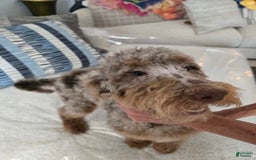 Goldendoodle dogs for sale: Cooper - Image 5