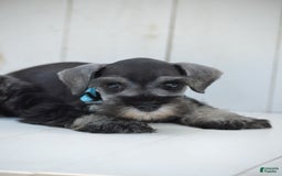 Miniature Schnauzer dogs for sale: Todd - Image 2
