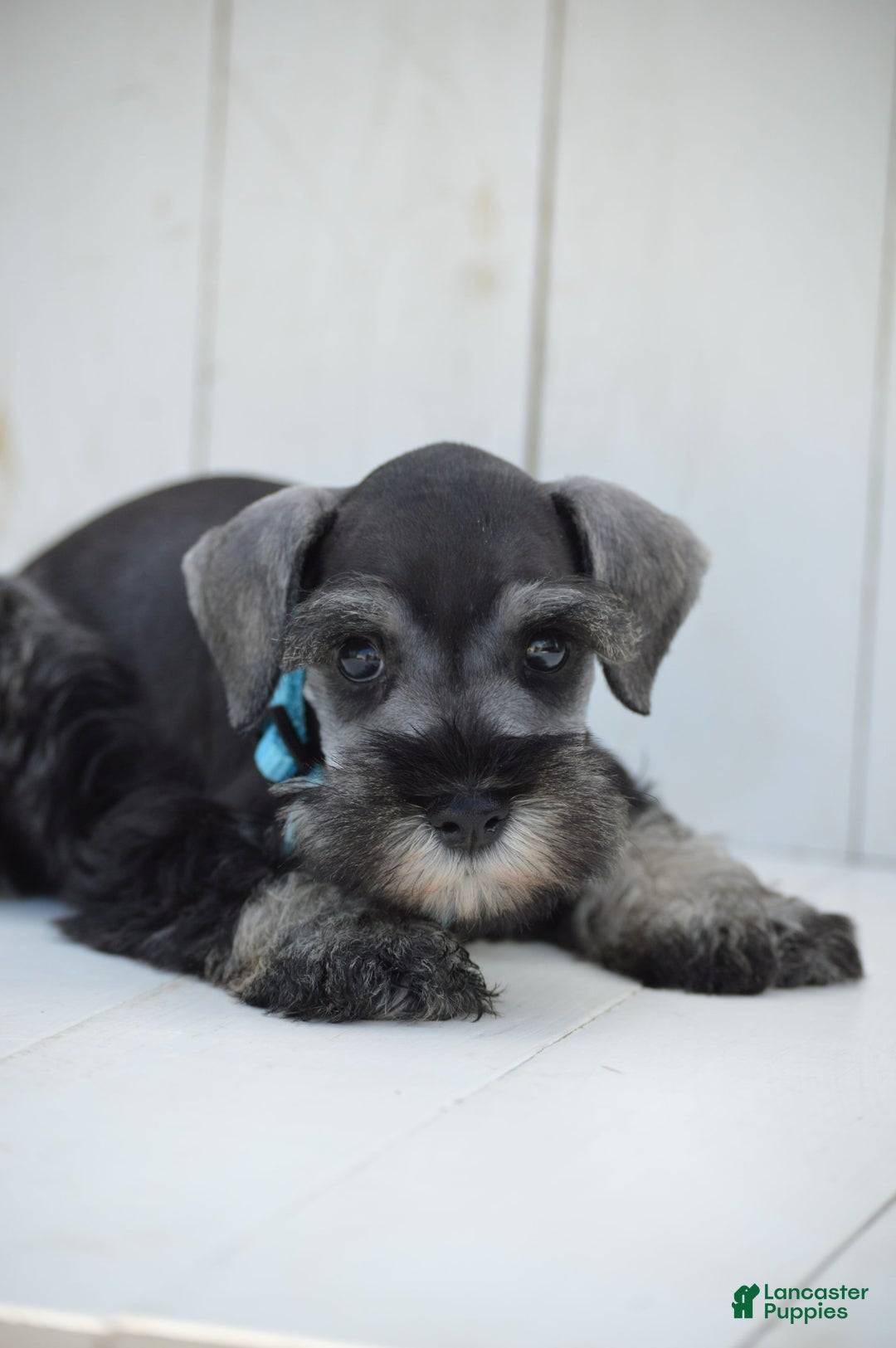 Miniature Schnauzer dogs for sale: Todd - Image 2